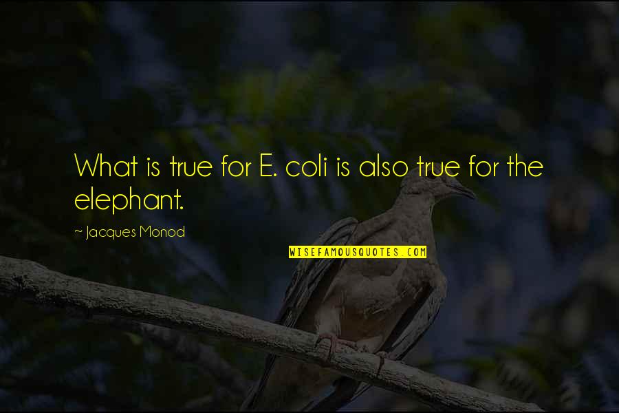Coli Quotes By Jacques Monod: What is true for E. coli is also Coli Quotes By Jacques Monod: What is true for E. coli is also