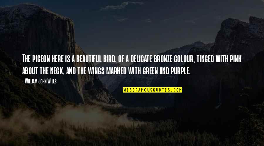 Colour Green Quotes By William John Wills: The pigeon here is a beautiful bird, of