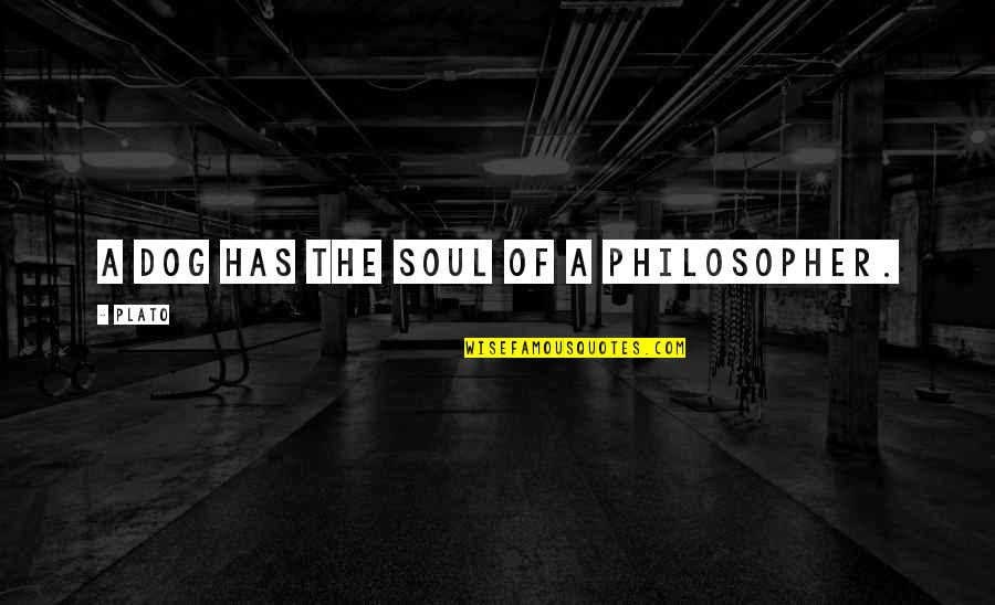 Comfortin Quotes By Plato: A dog has the soul of a philosopher.