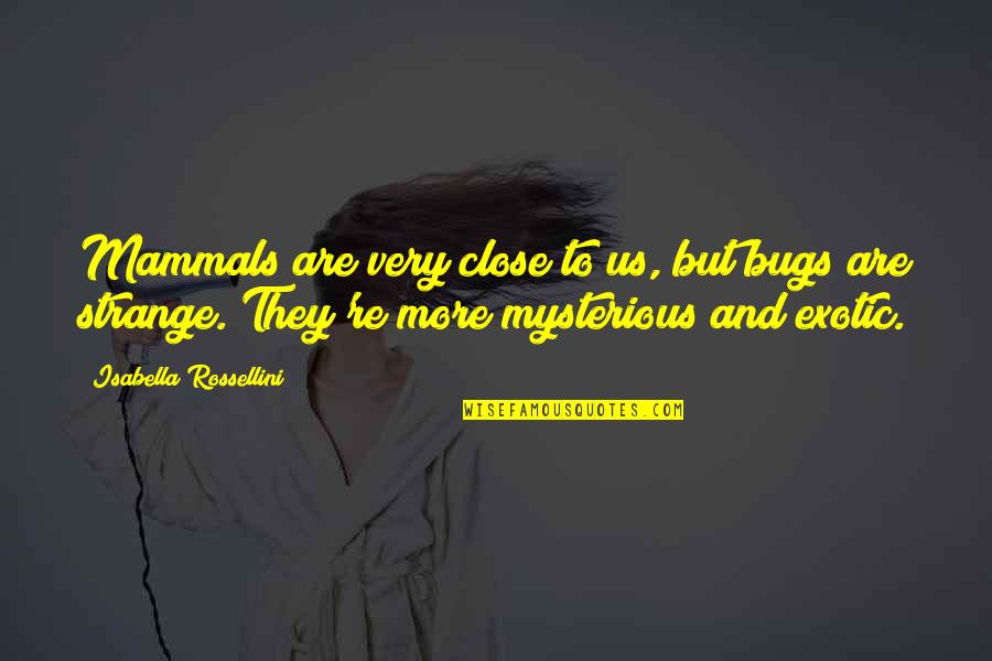 Componere Fine Quotes By Isabella Rossellini: Mammals are very close to us, but bugs
