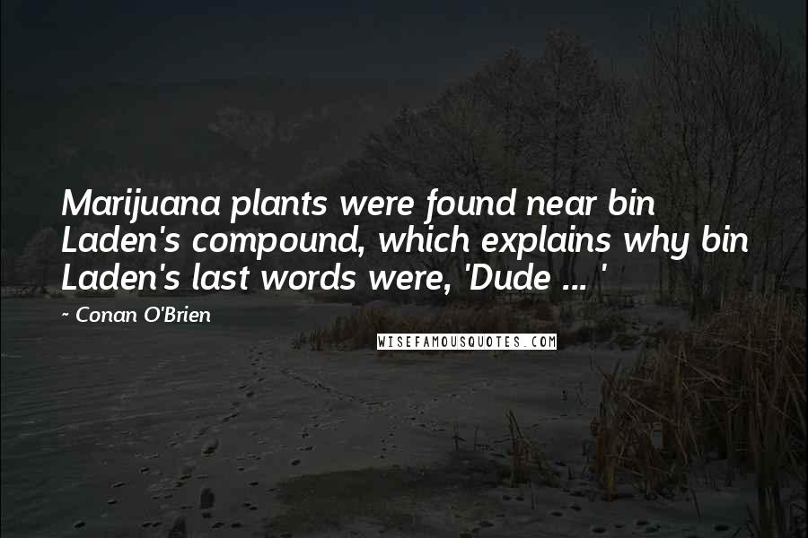 Conan O'Brien quotes: Marijuana plants were found near bin Laden's compound, which explains why bin Laden's last words were, 'Dude ... ' Conan O'Brien quotes: Marijuana plants were found near bin Laden's compound, which explains why bin Laden's last words were, 'Dude ... '