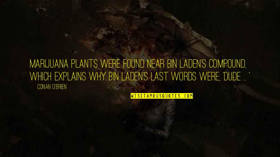 Conan's Quotes By Conan O'Brien: Marijuana plants were found near bin Laden's compound,