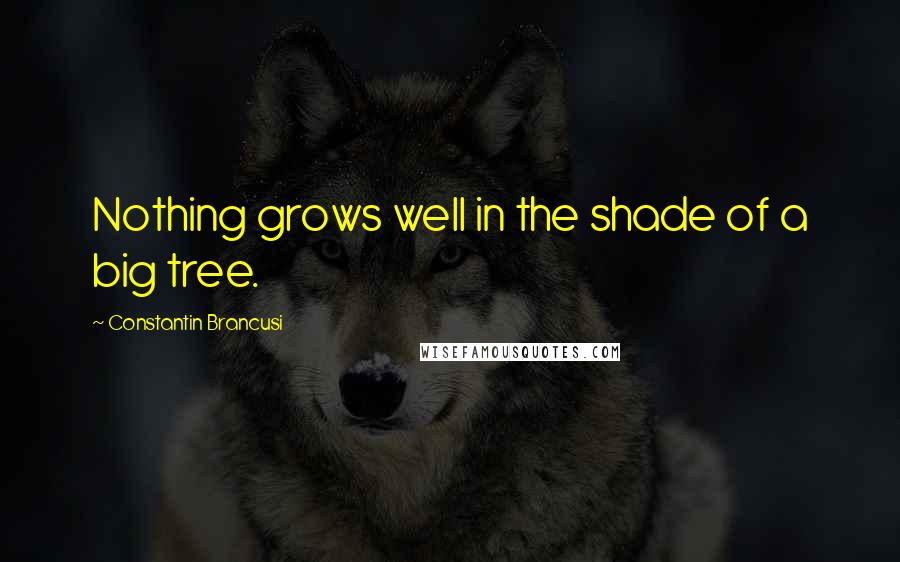 Constantin Brancusi quotes: Nothing grows well in the shade of a big tree.