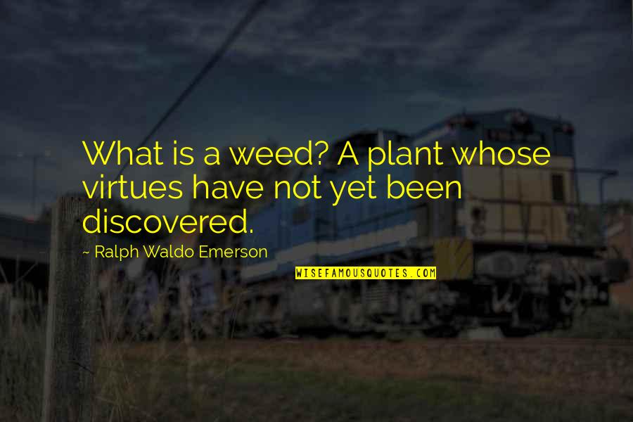 Copyrighted Music Quotes By Ralph Waldo Emerson: What is a weed? A plant whose virtues