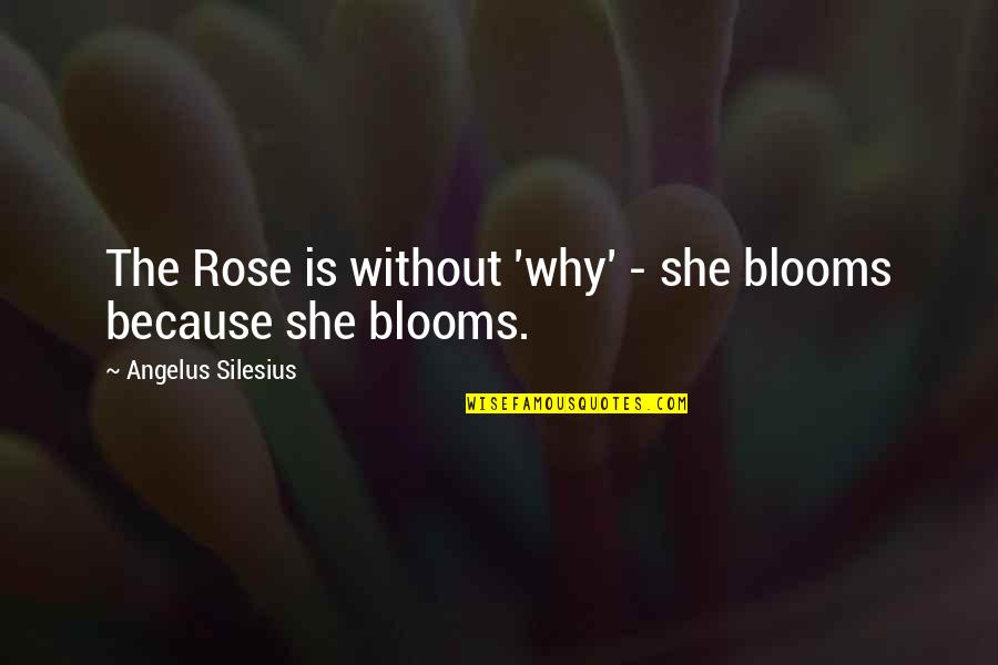 Coshp Quotes By Angelus Silesius: The Rose is without 'why' - she blooms