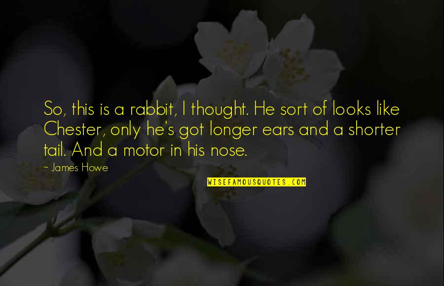 Could Have Been Better Quotes By James Howe: So, this is a rabbit, I thought. He