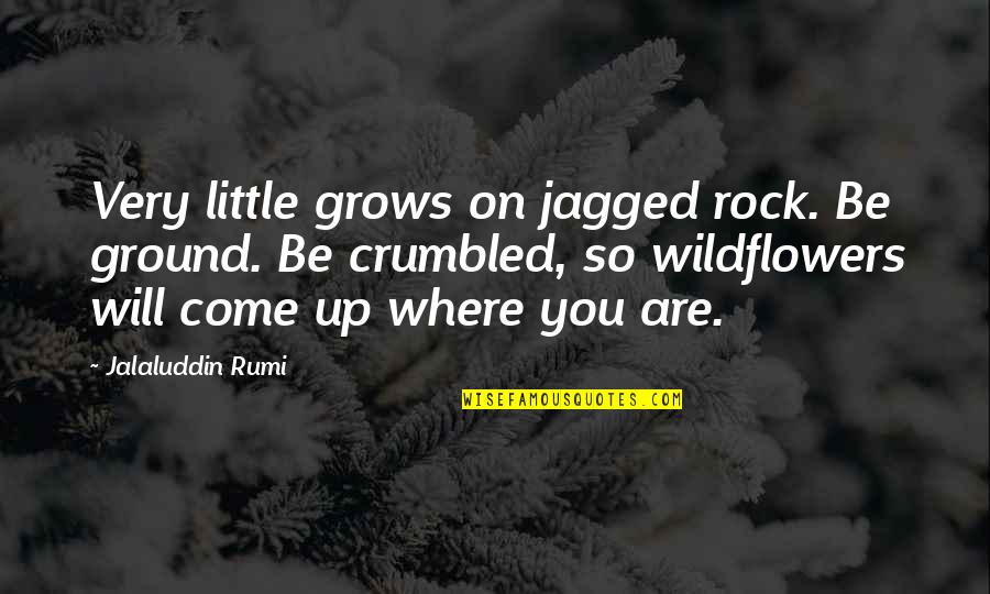 Counsel Bible Quotes By Jalaluddin Rumi: Very little grows on jagged rock. Be ground.