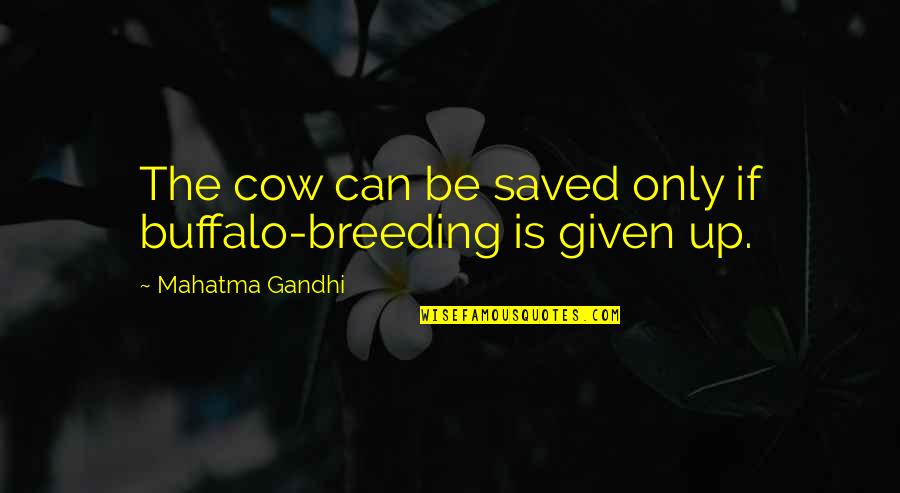 Cow Quotes By Mahatma Gandhi: The cow can be saved only if buffalo-breeding