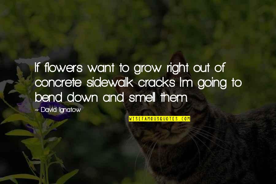 Cracks Quotes By David Ignatow: If flowers want to grow right out of