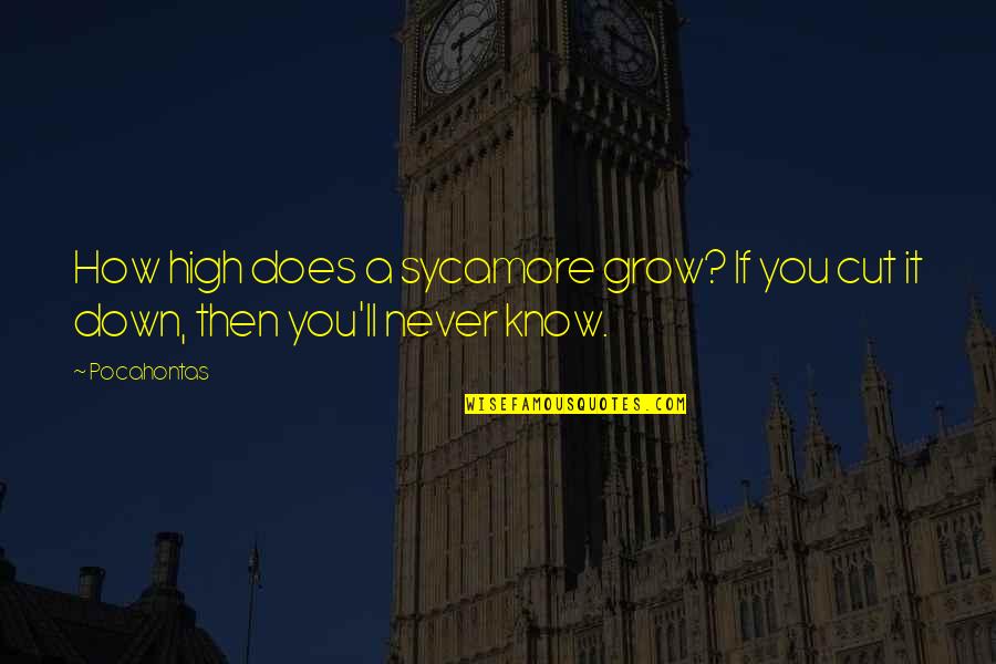 Cretinism Causes Quotes By Pocahontas: How high does a sycamore grow? If you