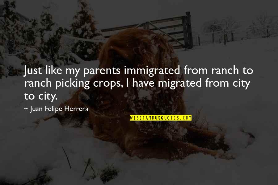 Crops Quotes By Juan Felipe Herrera: Just like my parents immigrated from ranch to