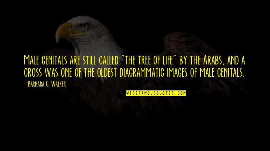 Cross And Quotes By Barbara G. Walker: Male genitals are still called "the tree of