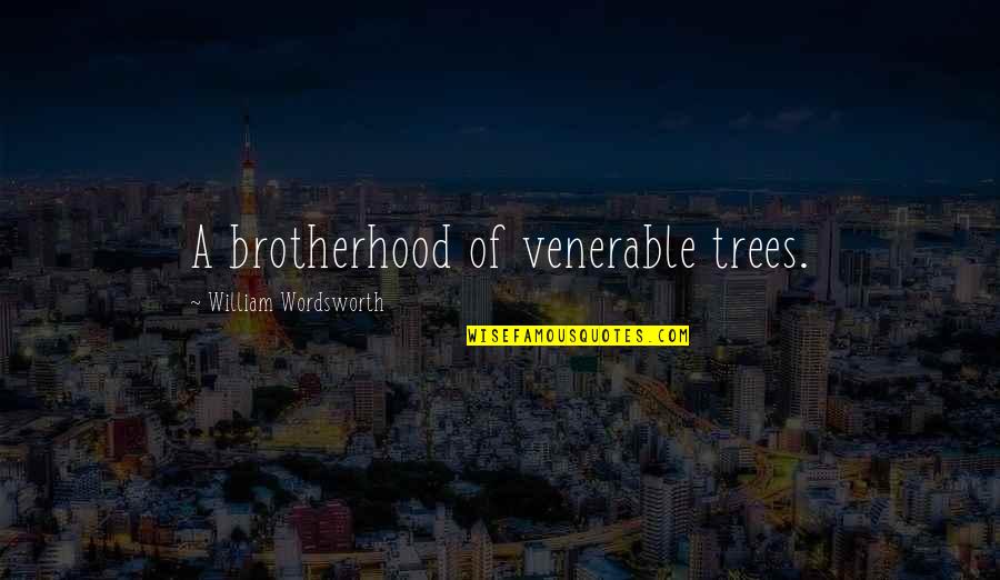 Crossing The Stage Quotes By William Wordsworth: A brotherhood of venerable trees.