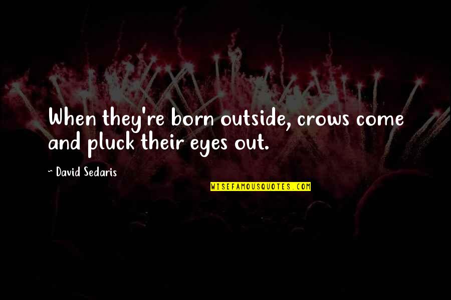 Crows Quotes By David Sedaris: When they're born outside, crows come and pluck