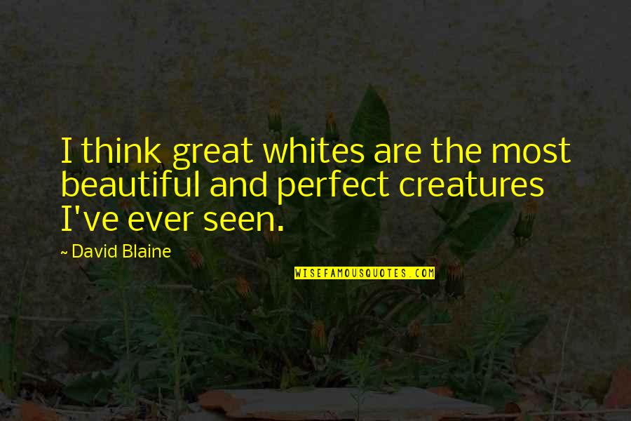Ctesibius Alarm Quotes By David Blaine: I think great whites are the most beautiful