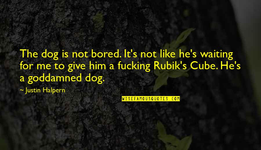 Cube Dog Quotes By Justin Halpern: The dog is not bored. It's not like
