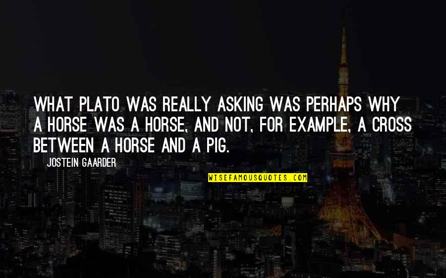 Cute Zayn Quotes By Jostein Gaarder: What Plato was really asking was perhaps why