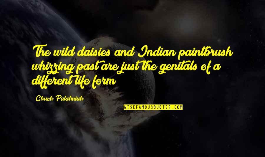 Czekanska Quotes By Chuck Palahniuk: The wild daisies and Indian paintbrush whizzing past