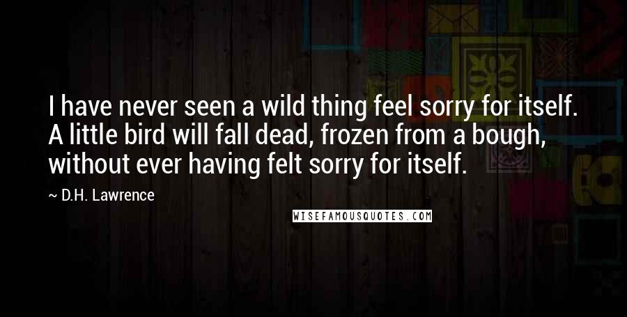 D.H. Lawrence quotes: I have never seen a wild thing feel sorry for itself. A little bird will fall dead, frozen from a bough, without ever having felt sorry for itself.