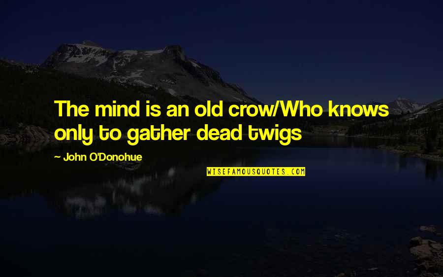 Dajana Cahill Quotes By John O'Donohue: The mind is an old crow/Who knows only Dajana Cahill Quotes By John O'Donohue: The mind is an old crow/Who knows only