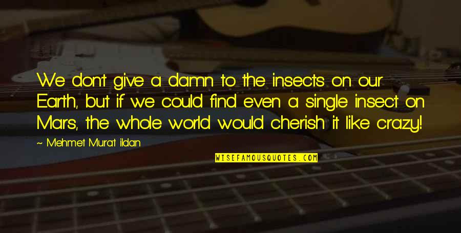Damn The World Quotes By Mehmet Murat Ildan: We don't give a damn to the insects Damn The World Quotes By Mehmet Murat Ildan: We don't give a damn to the insects