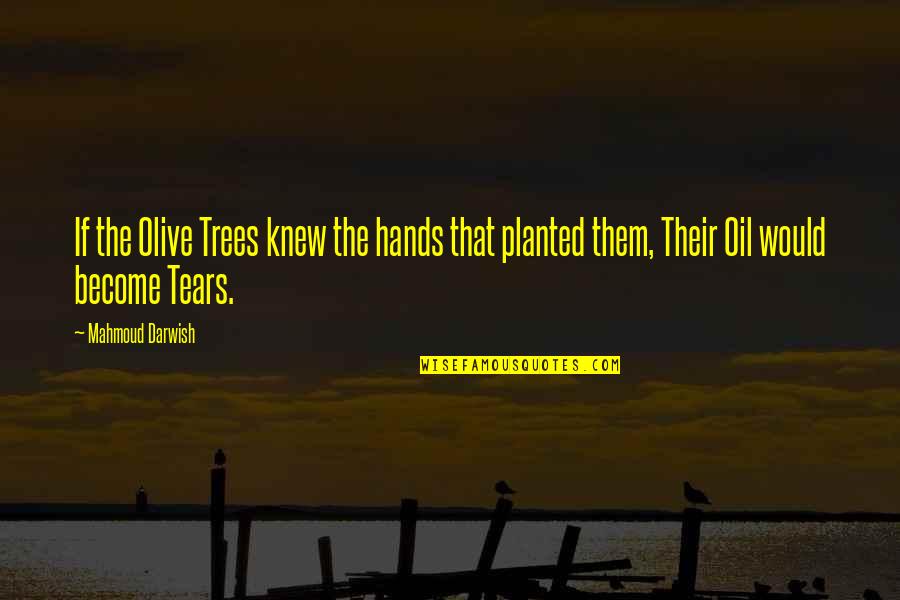 Darwish Darwish Quotes By Mahmoud Darwish: If the Olive Trees knew the hands that