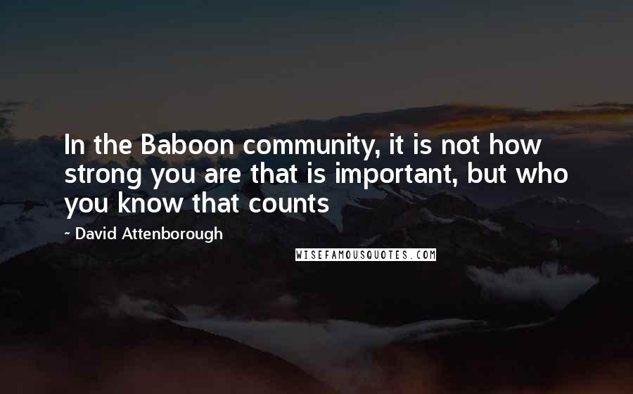 David Attenborough quotes: In the Baboon community, it is not how strong you are that is important, but who you know that counts