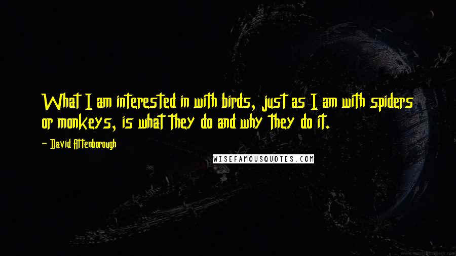 David Attenborough quotes: What I am interested in with birds, just as I am with spiders or monkeys, is what they do and why they do it.