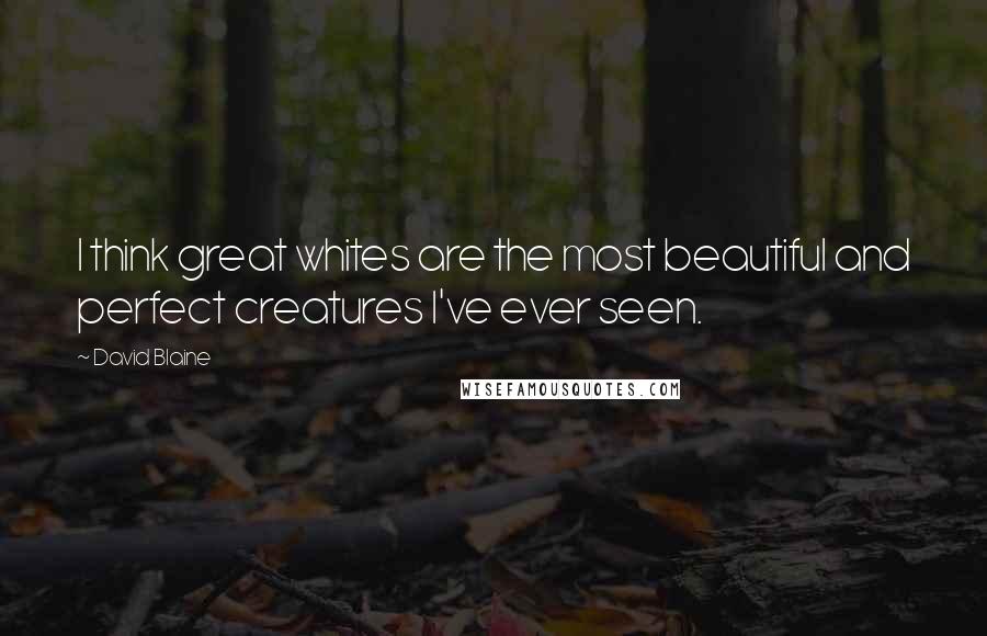 David Blaine quotes: I think great whites are the most beautiful and perfect creatures I've ever seen.