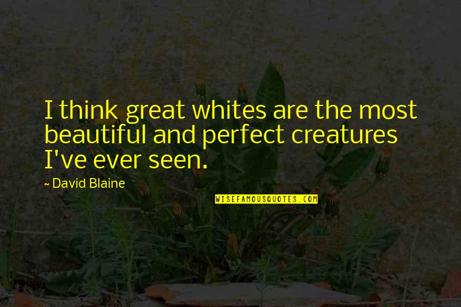 David Blaine Quotes By David Blaine: I think great whites are the most beautiful