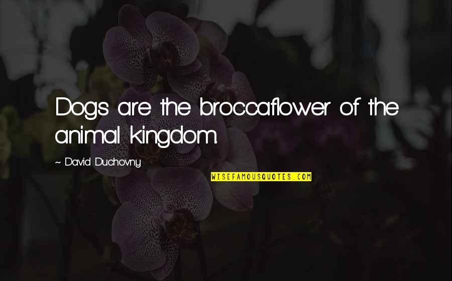 David Duchovny Quotes By David Duchovny: Dogs are the broccaflower of the animal kingdom.