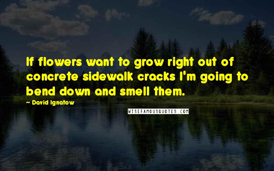 David Ignatow quotes: If flowers want to grow right out of concrete sidewalk cracks I'm going to bend down and smell them. David Ignatow quotes: If flowers want to grow right out of concrete sidewalk cracks I'm going to bend down and smell them.