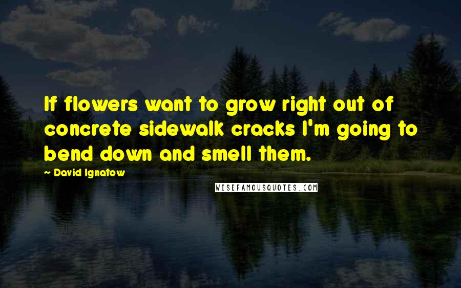 David Ignatow quotes: If flowers want to grow right out of concrete sidewalk cracks I'm going to bend down and smell them.