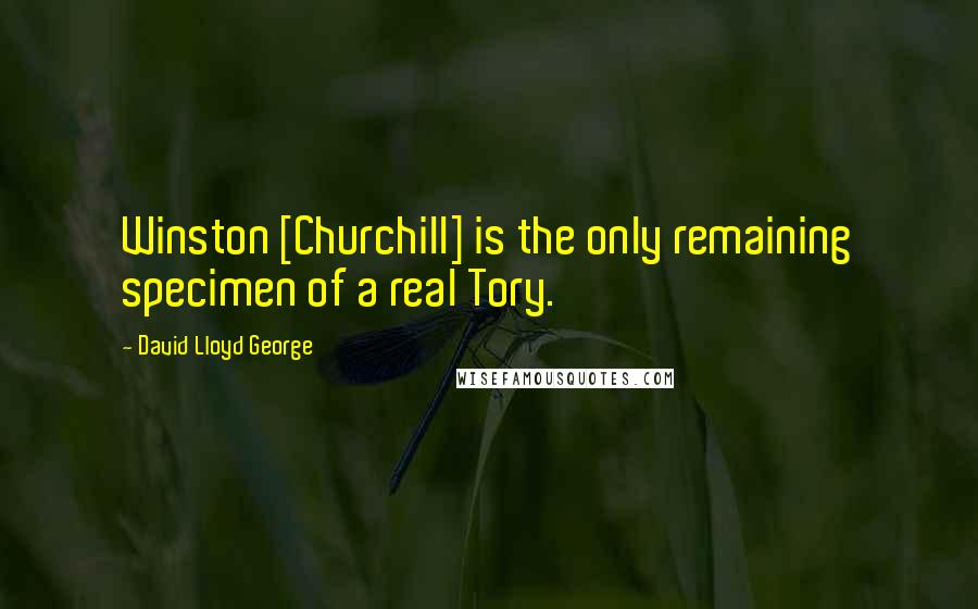 David Lloyd George quotes: Winston [Churchill] is the only remaining specimen of a real Tory.