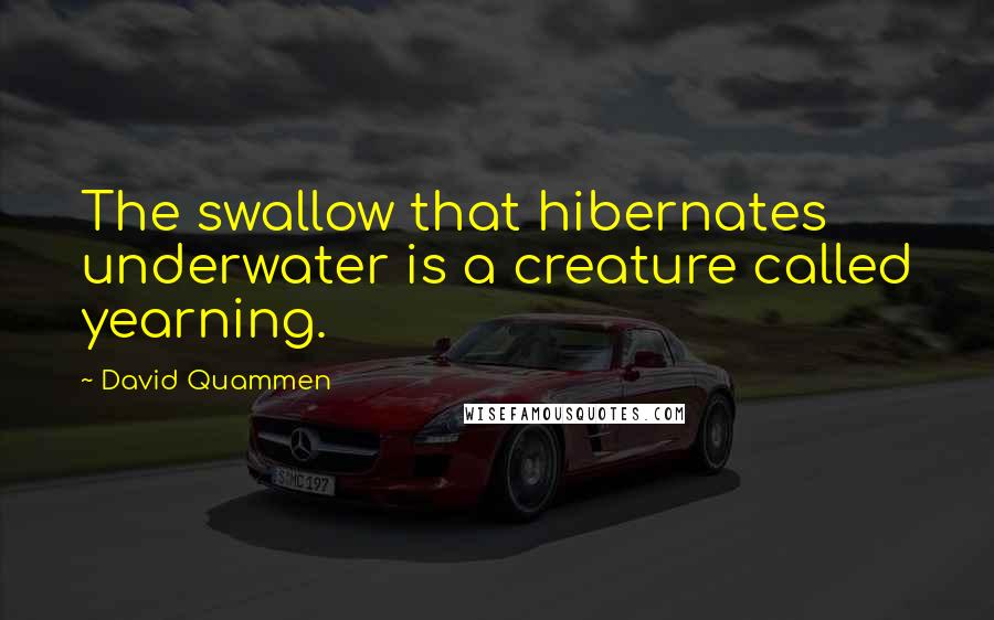 David Quammen quotes: The swallow that hibernates underwater is a creature called yearning.