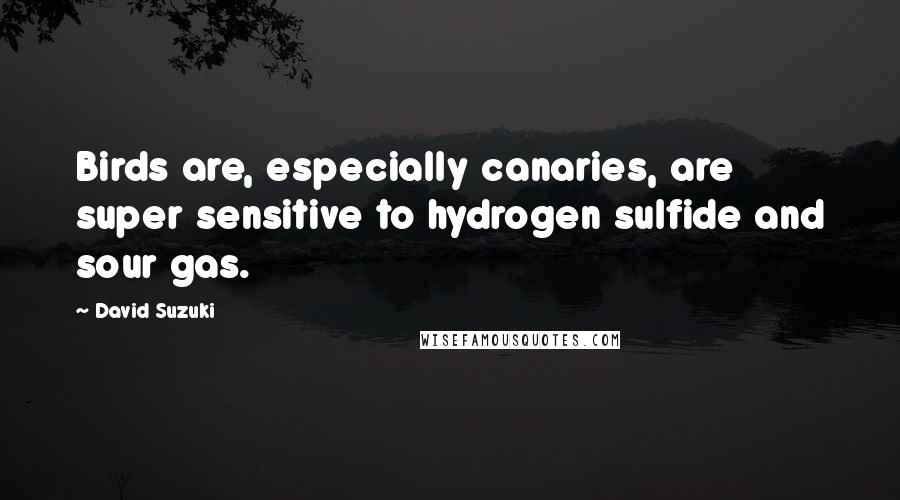 David Suzuki quotes: Birds are, especially canaries, are super sensitive to hydrogen sulfide and sour gas.