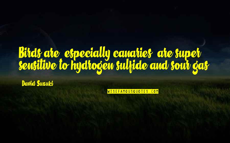 David Suzuki Quotes By David Suzuki: Birds are, especially canaries, are super sensitive to