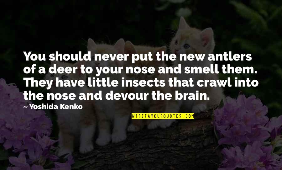 Deer Antlers Quotes By Yoshida Kenko: You should never put the new antlers of