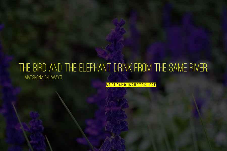 Demichele Systems Quotes By Matshona Dhliwayo: The bird and the elephant drink from the