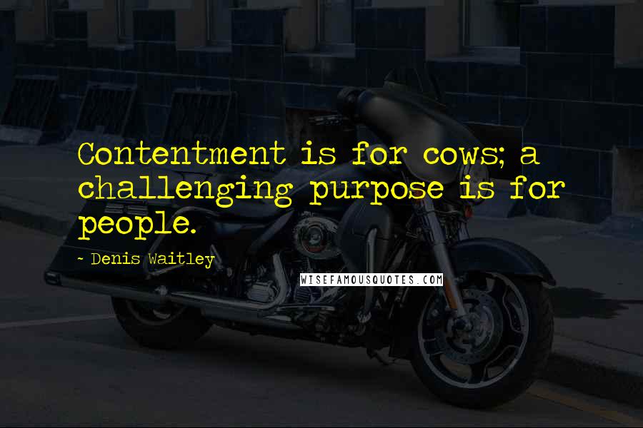 Denis Waitley quotes: Contentment is for cows; a challenging purpose is for people.