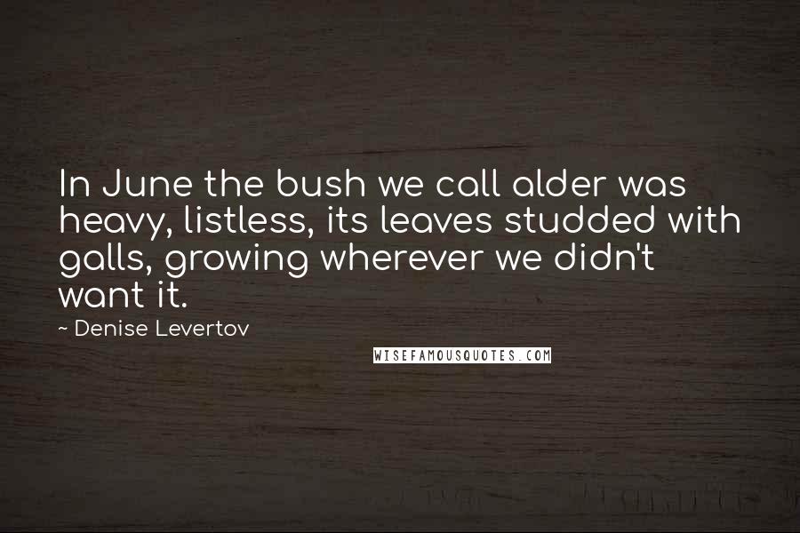 Denise Levertov quotes: In June the bush we call alder was heavy, listless, its leaves studded with galls, growing wherever we didn't want it. Denise Levertov quotes: In June the bush we call alder was heavy, listless, its leaves studded with galls, growing wherever we didn't want it.