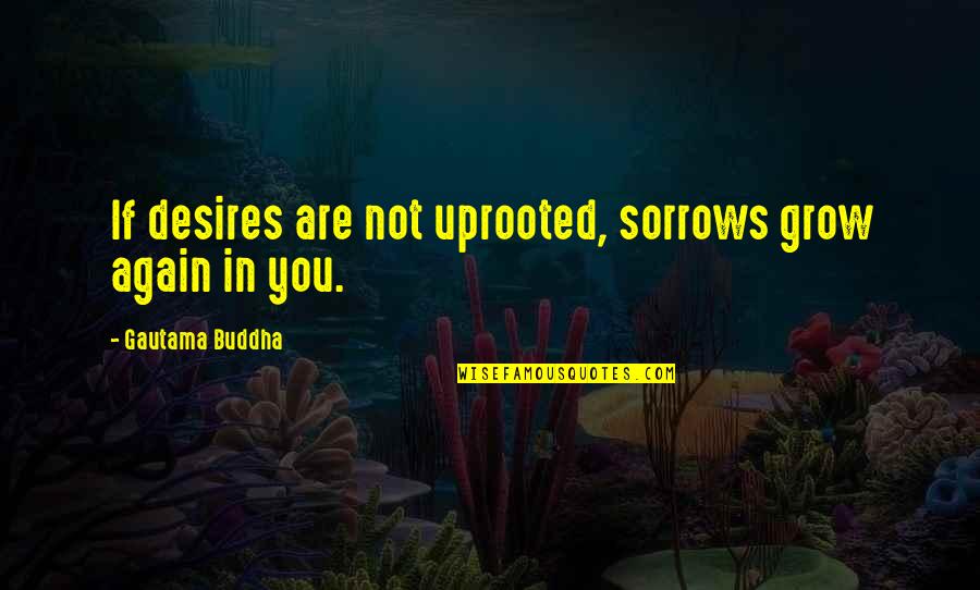 Desire To Grow Quotes By Gautama Buddha: If desires are not uprooted, sorrows grow again