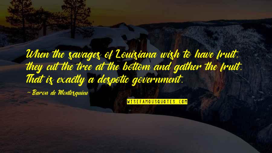 Despotic Government Quotes By Baron De Montesquieu: When the savages of Louisiana wish to have Despotic Government Quotes By Baron De Montesquieu: When the savages of Louisiana wish to have