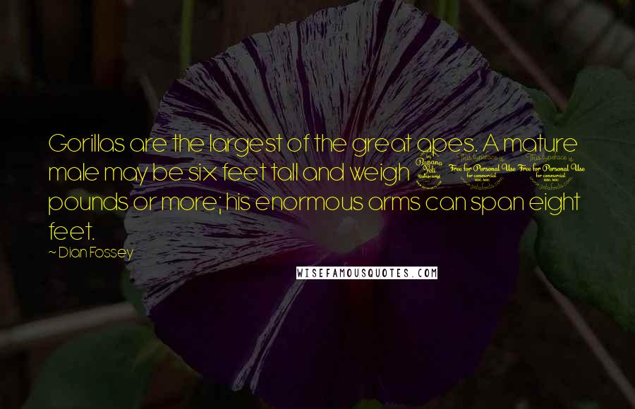 Dian Fossey quotes: Gorillas are the largest of the great apes. A mature male may be six feet tall and weigh 400 pounds or more; his enormous arms can span eight feet.