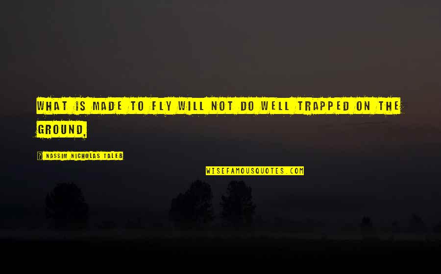 Digester Wastewater Quotes By Nassim Nicholas Taleb: what is made to fly will not do Digester Wastewater Quotes By Nassim Nicholas Taleb: what is made to fly will not do