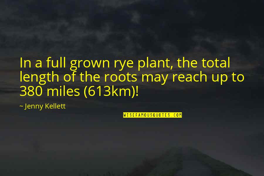 Dischner Restaurant Quotes By Jenny Kellett: In a full grown rye plant, the total