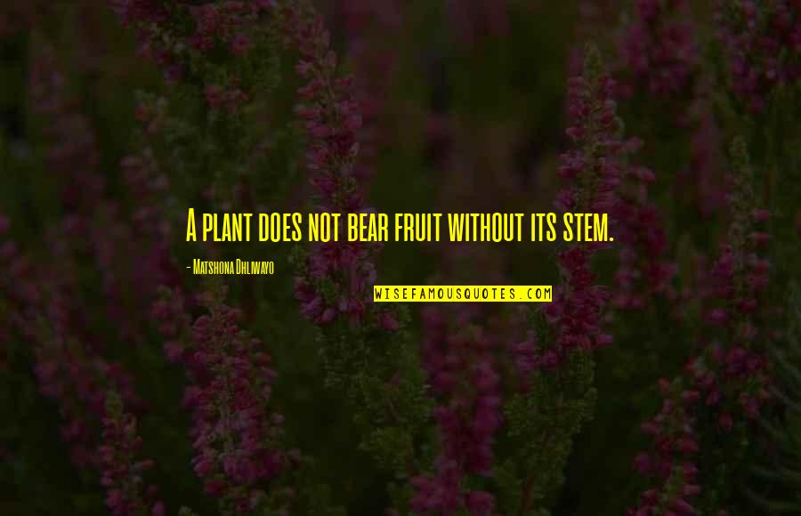 Does A Bear Quotes By Matshona Dhliwayo: A plant does not bear fruit without its