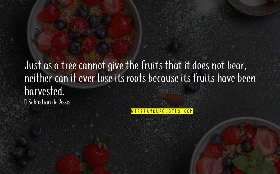 Does A Bear Quotes By Sebastian De Assis: Just as a tree cannot give the fruits