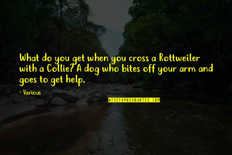 Dog Bites Quotes By Various: What do you get when you cross a Dog Bites Quotes By Various: What do you get when you cross a