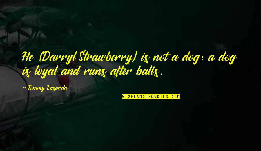 Dog Running Quotes By Tommy Lasorda: He (Darryl Strawberry) is not a dog; a